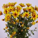 Moerheim® Spray MUM Canteras